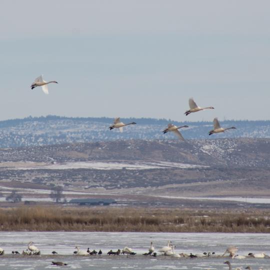 Flying geese