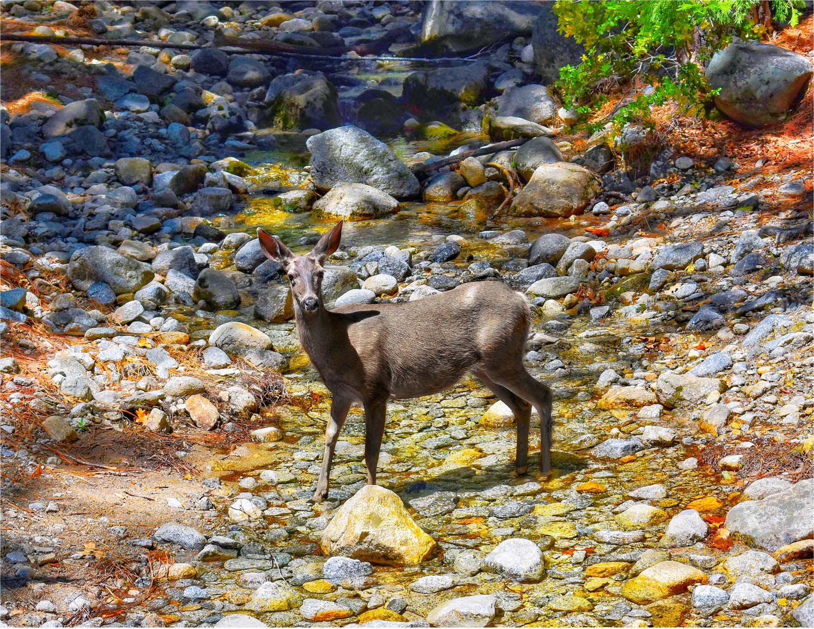 Deer in river